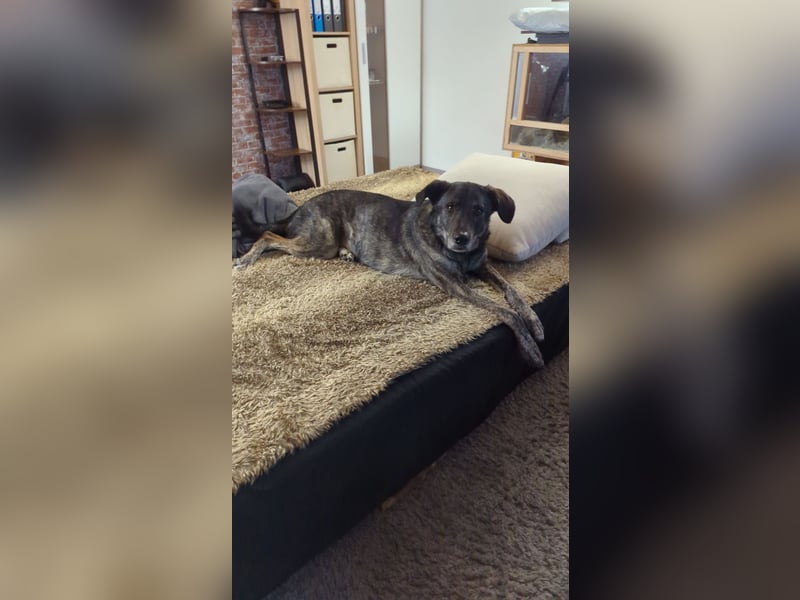 Elfie, Schäferhund-Mix, lieb und verträglich