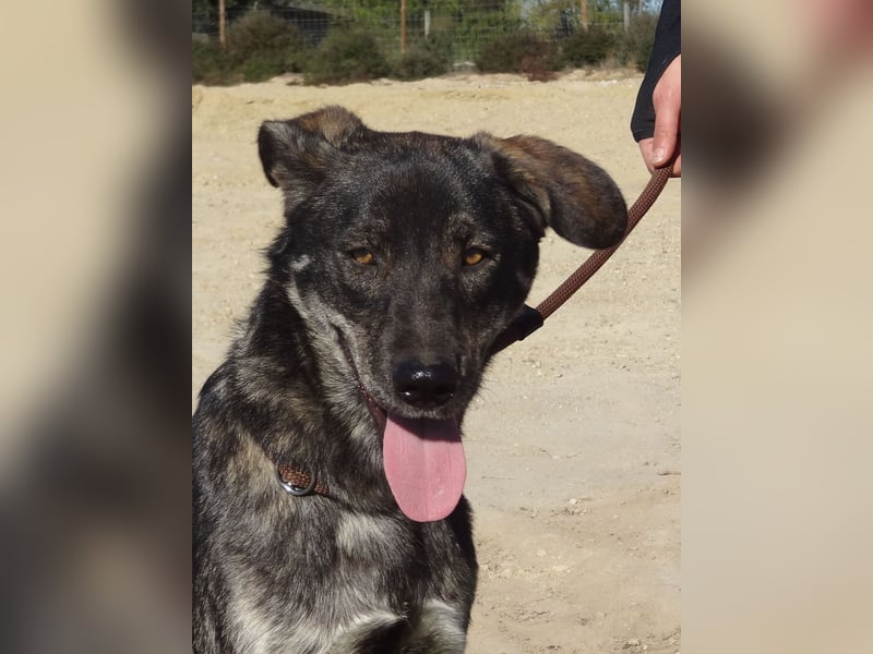 Elfie, Schäferhund-Mix, lieb und verträglich