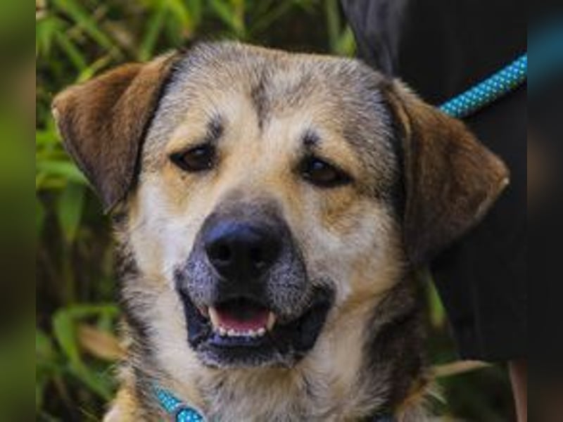Mya, Mix Schäferhund / Rafeiro Alentejano, lieb und sozial
