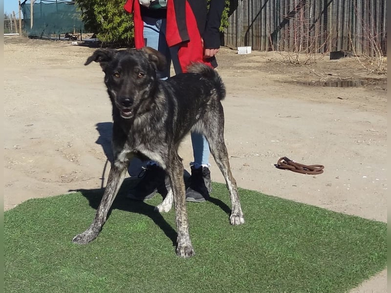 Elfie, Schäferhund-Mix, lieb und verträglich