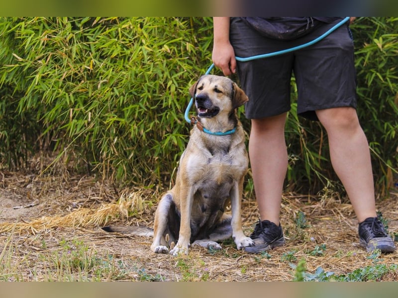 Mya, Mix Schäferhund / Rafeiro Alentejano, lieb und sozial