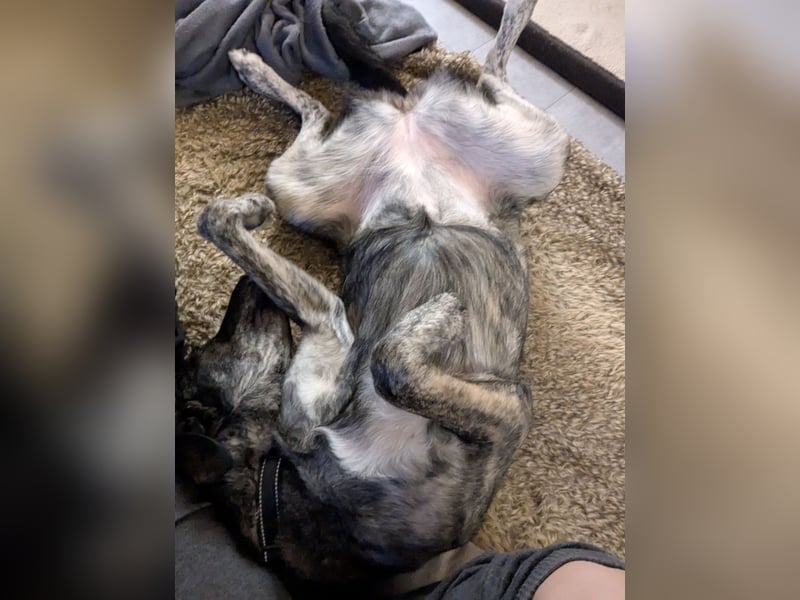 Elfie, Schäferhund-Mix, lieb und verträglich