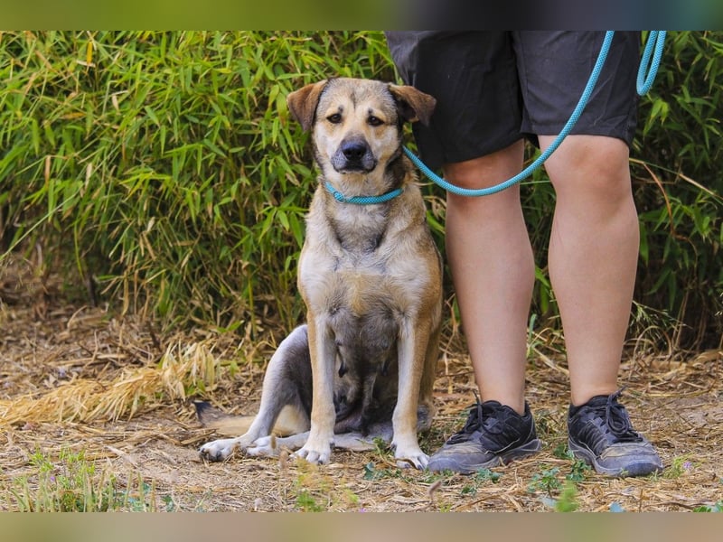 Mya, Mix Schäferhund / Rafeiro Alentejano, lieb und sozial