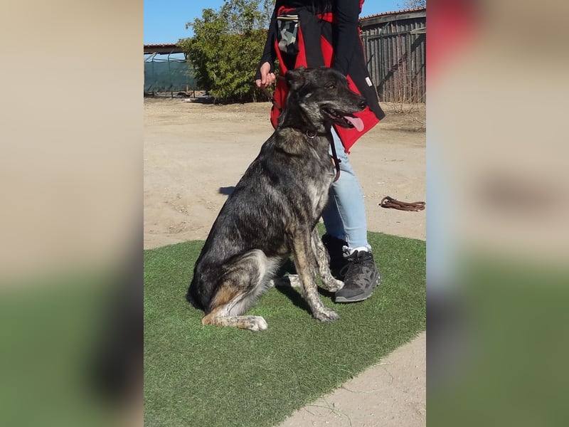 Elfie, Schäferhund-Mix, lieb und verträglich