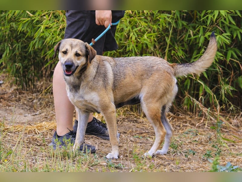 Mya, Mix Schäferhund / Rafeiro Alentejano, lieb und sozial
