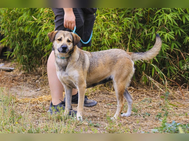Mya, Mix Schäferhund / Rafeiro Alentejano, lieb und sozial