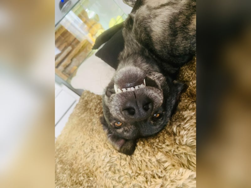 Elfie, Schäferhund-Mix, lieb und verträglich