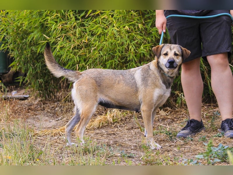 Mya, Mix Schäferhund / Rafeiro Alentejano, lieb und sozial