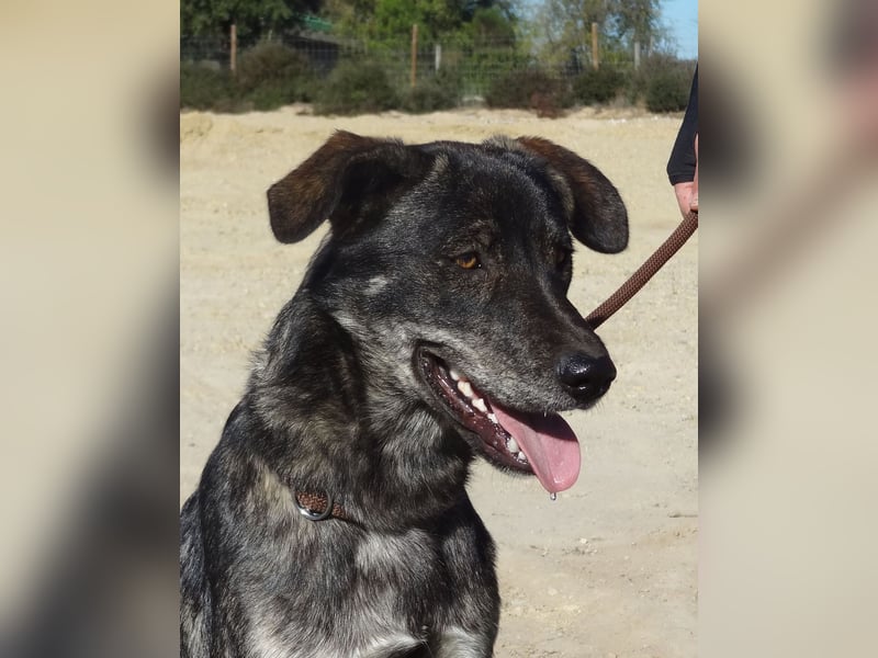 Elfie, Schäferhund-Mix, lieb und verträglich