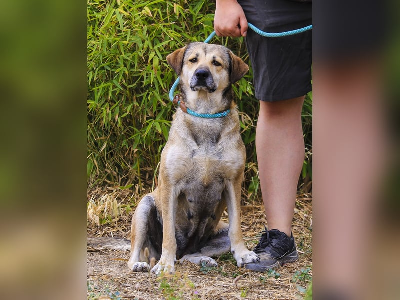 Mya, Mix Schäferhund / Rafeiro Alentejano, lieb und sozial