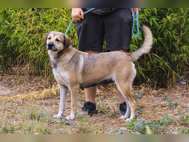 Mya, Mix Schäferhund / Rafeiro Alentejano, lieb und sozial