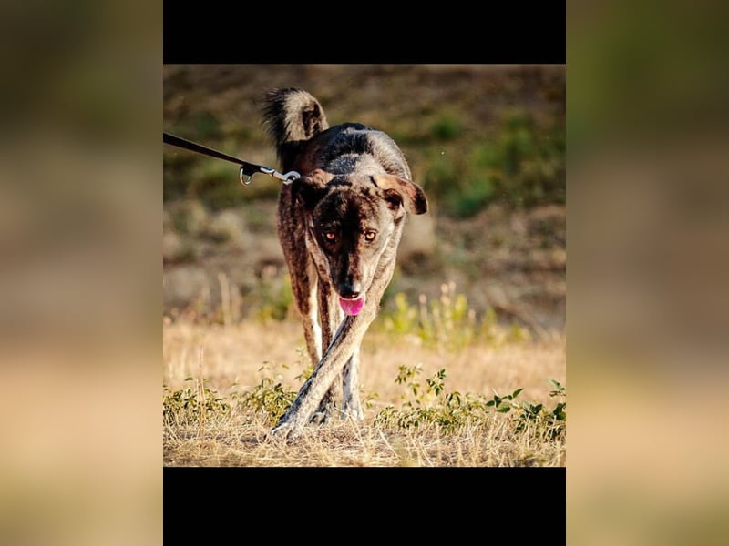 Elfie, Schäferhund-Mix, lieb und verträglich