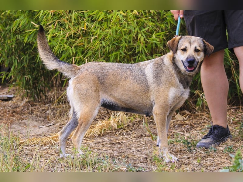 Mya, Mix Schäferhund / Rafeiro Alentejano, lieb und sozial