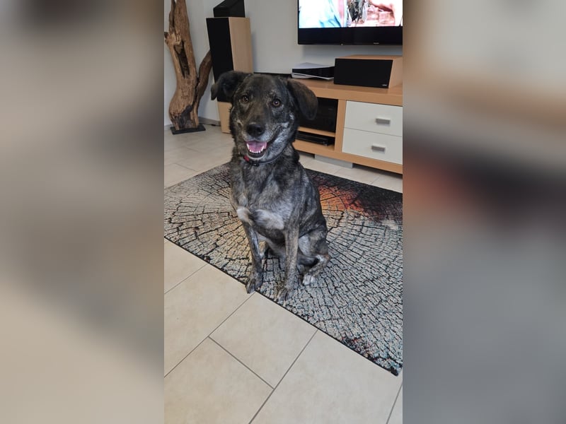 Elfie, Schäferhund-Mix, lieb und verträglich