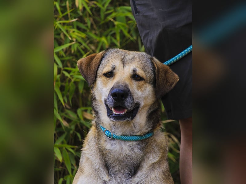 Mya, Mix Schäferhund / Rafeiro Alentejano, lieb und sozial