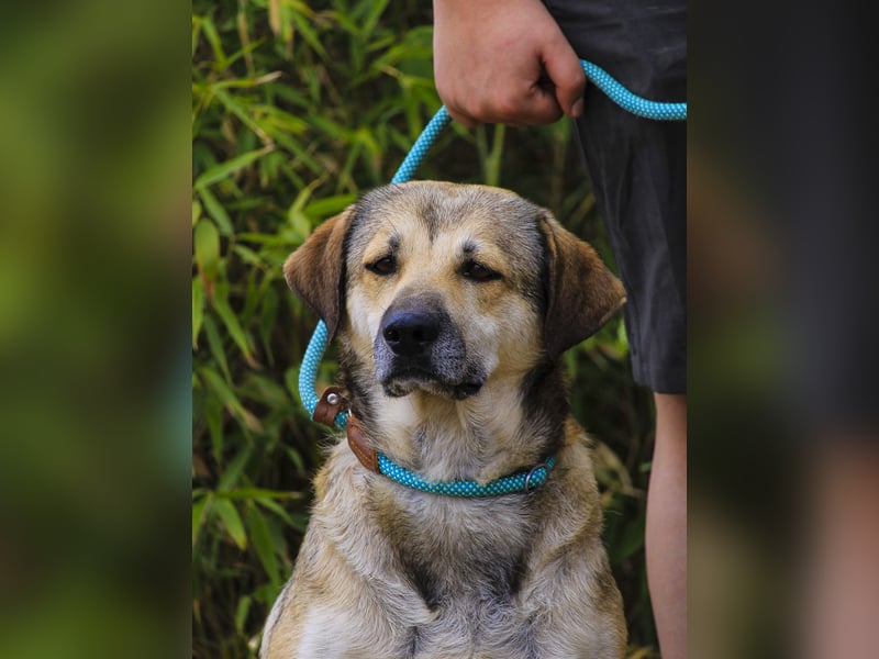 Mya, Mix Schäferhund / Rafeiro Alentejano, lieb und sozial