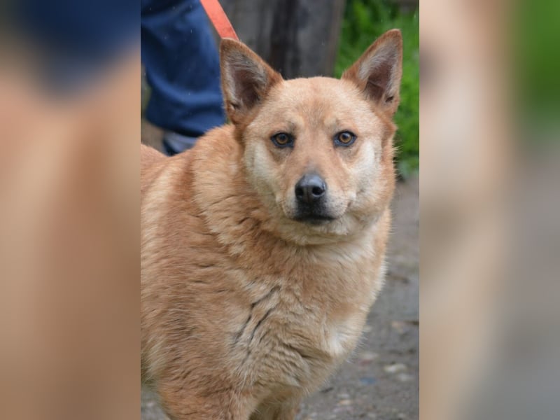 LARA, gemütliche, sehr liebe und ruhige Hündin, Ca. 2021 geboren