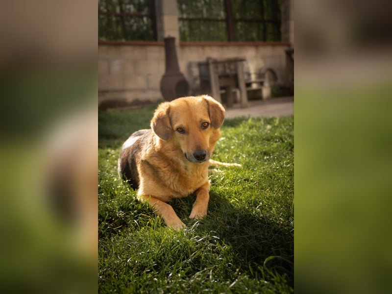 Tessa Schäferhund Mischling ❤️