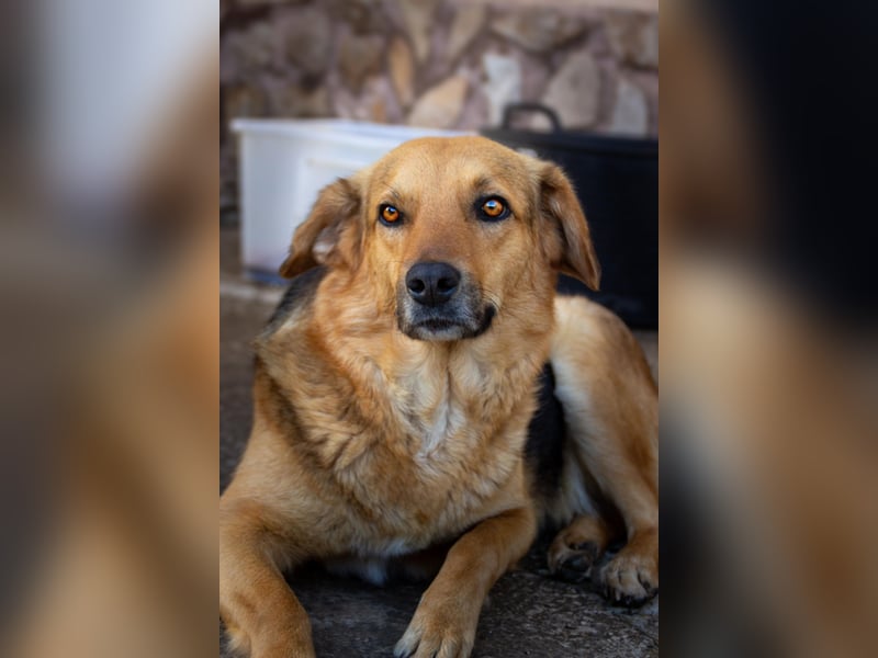 Tessa Schäferhund Mischling ❤️