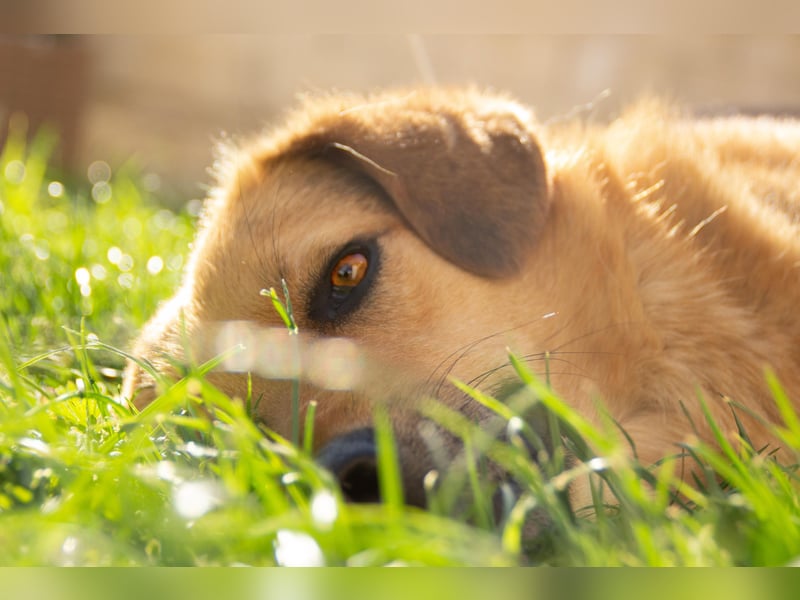 Tessa Schäferhund Mischling ❤️
