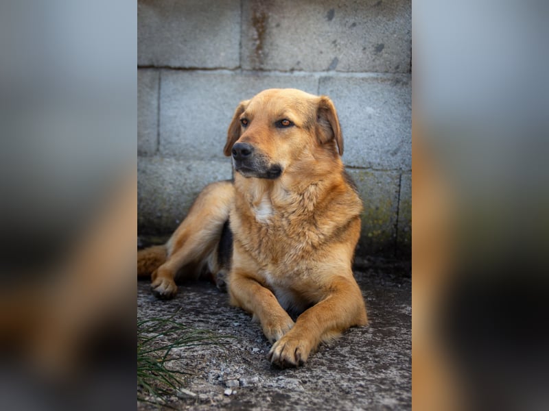 Tessa Schäferhund Mischling ❤️
