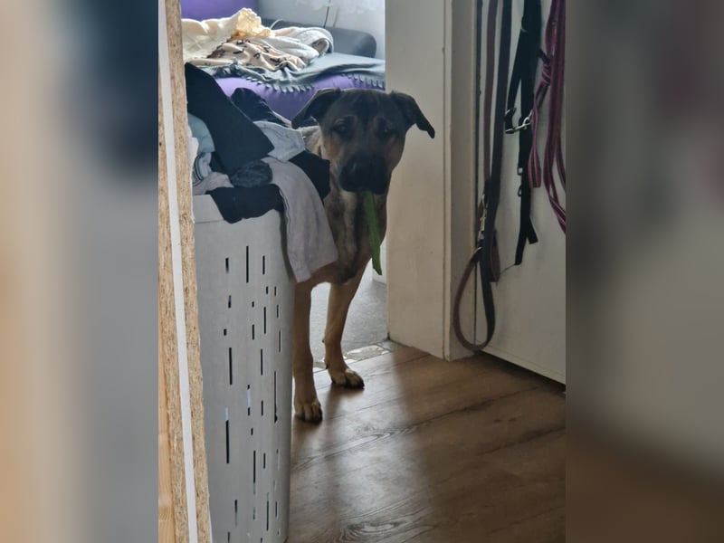 Schäferhund mischling