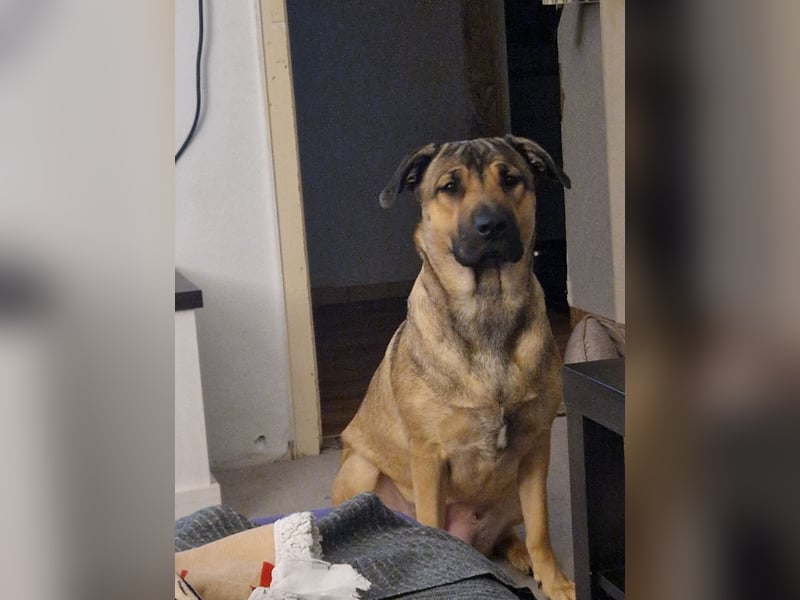 Schäferhund mischling