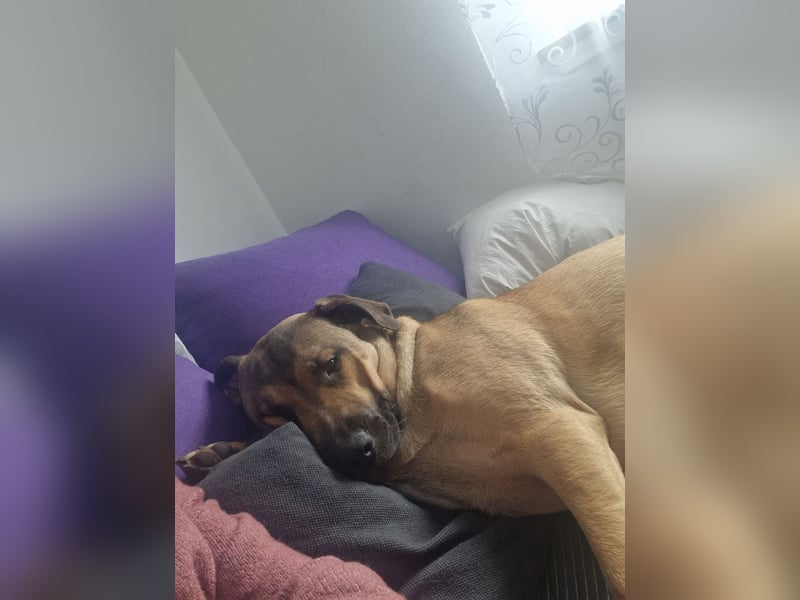 Schäferhund mischling