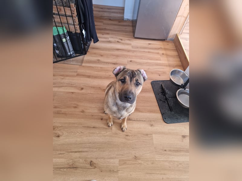 Schäferhund mischling
