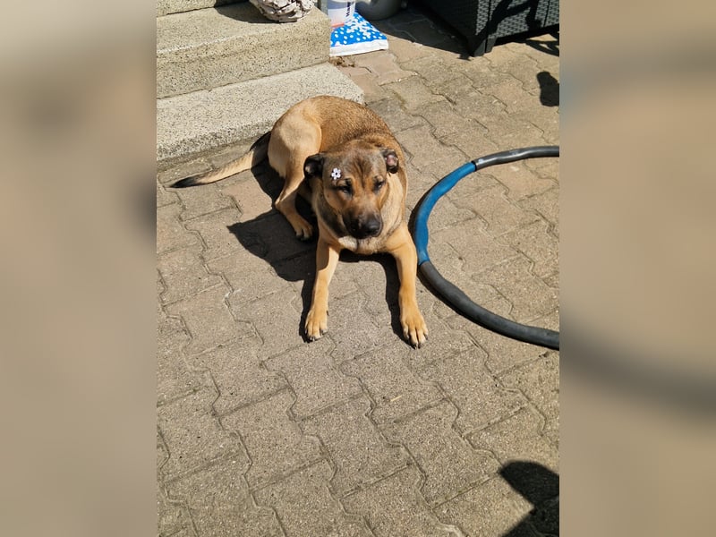 Schäferhund mischling