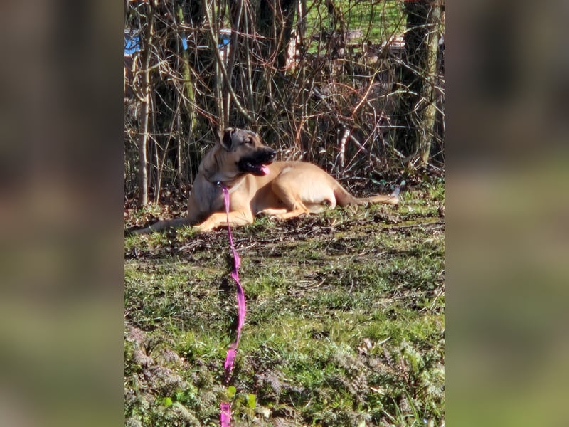 Schäferhund mischling
