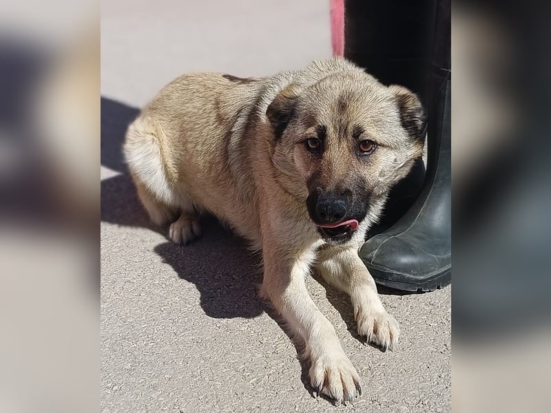Schäferhund Mischlingshündin Roxie sucht ihre Familie