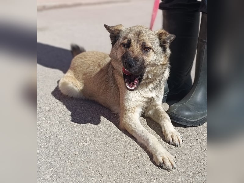 Schäferhund Mischlingshündin Roxie sucht ihre Familie