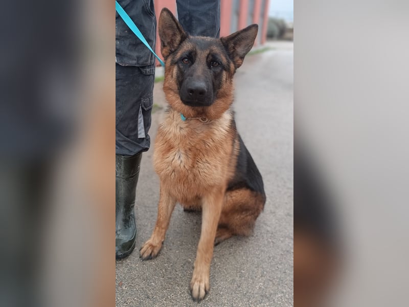 Tolle Schäferhund Mischlingshündin Alka sucht ihre Menschen