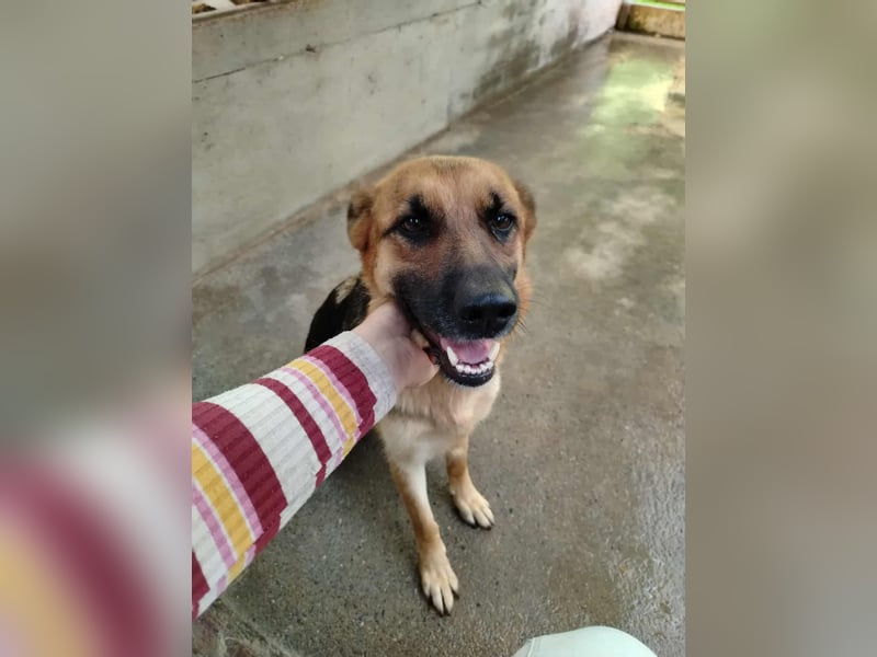 Süße Schäferhund Mischlingshündin Rubi sucht ihre Menschen