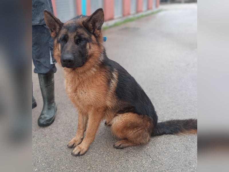 Tolle Schäferhund Mischlingshündin Alka sucht ihre Menschen