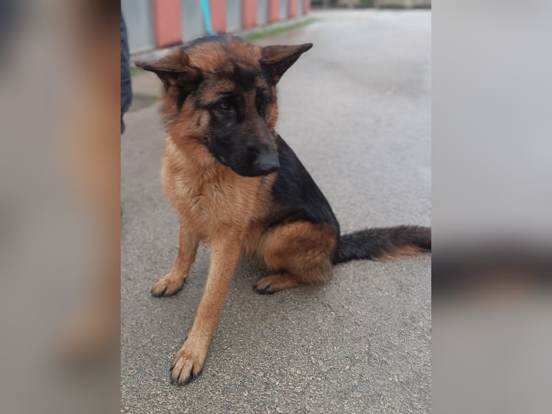 Tolle Schäferhund Mischlingshündin Alka sucht ihre Menschen