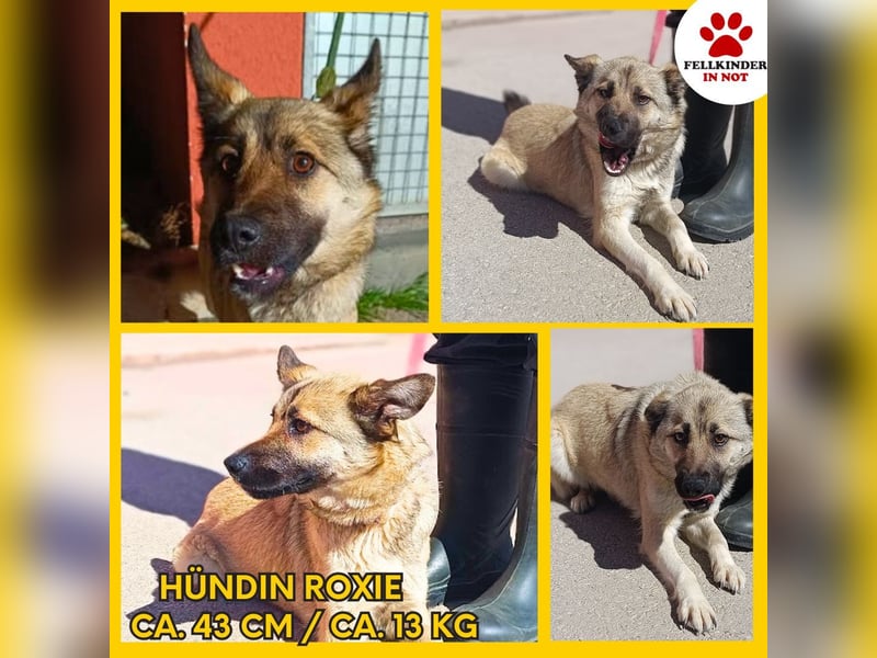 Schäferhund Mischlingshündin Roxie sucht ihre Familie