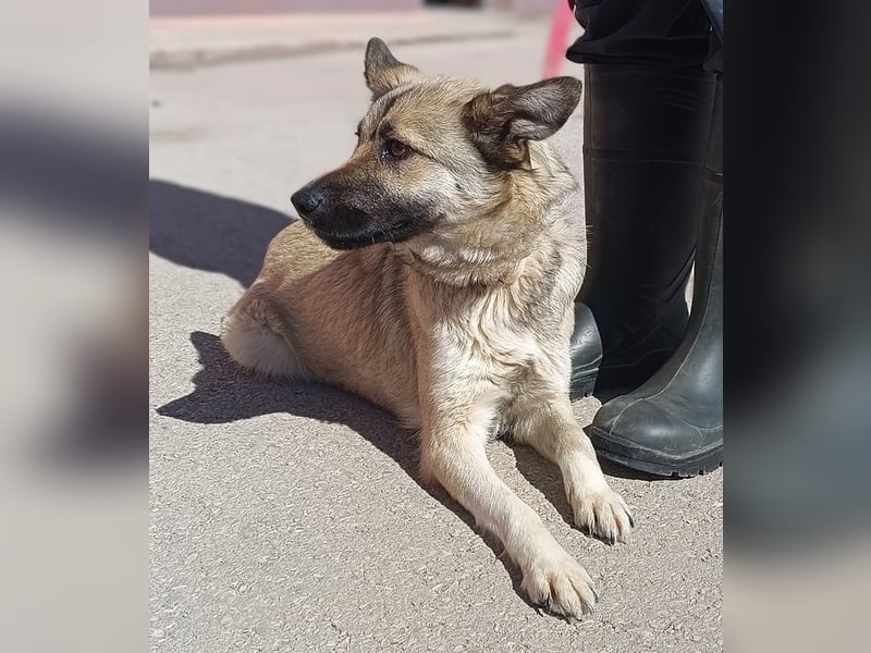 Schäferhund Mischlingshündin Roxie sucht ihre Familie