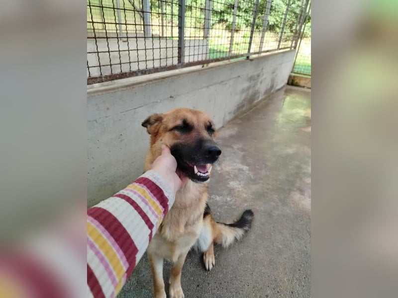 Süße Schäferhund Mischlingshündin Rubi sucht ihre Menschen