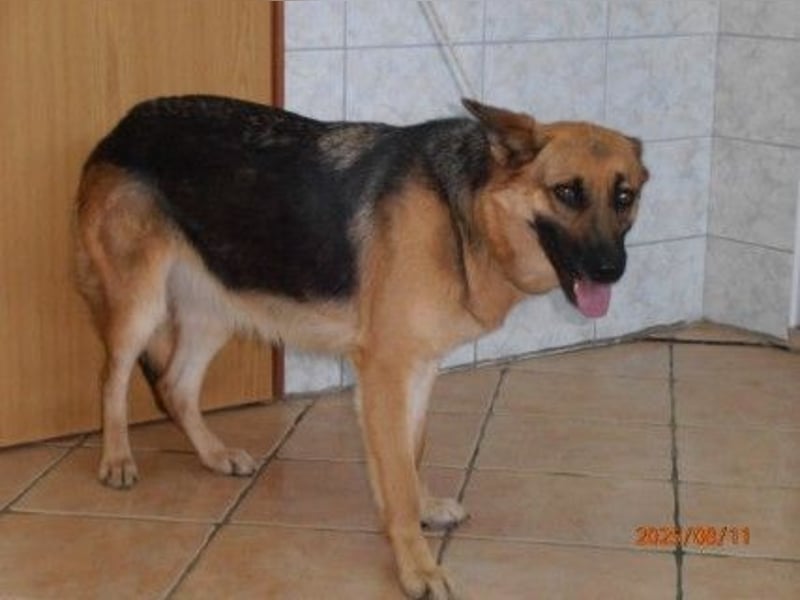 Süße Schäferhund Mischlingshündin Rubi sucht ihre Menschen