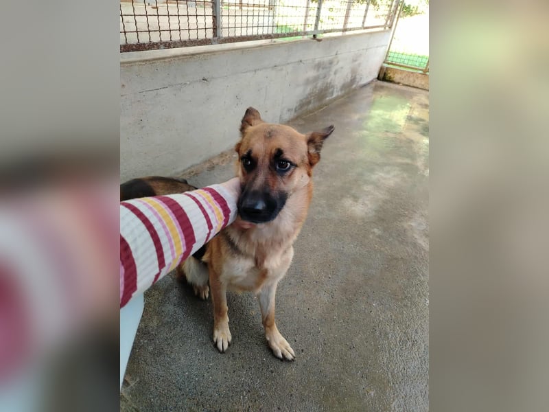 Süße Schäferhund Mischlingshündin Rubi sucht ihre Menschen