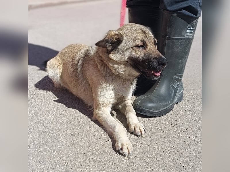 Schäferhund Mischlingshündin Roxie sucht ihre Familie