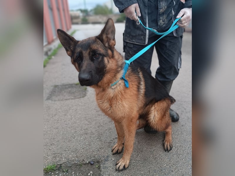 Tolle Schäferhund Mischlingshündin Alka sucht ihre Menschen