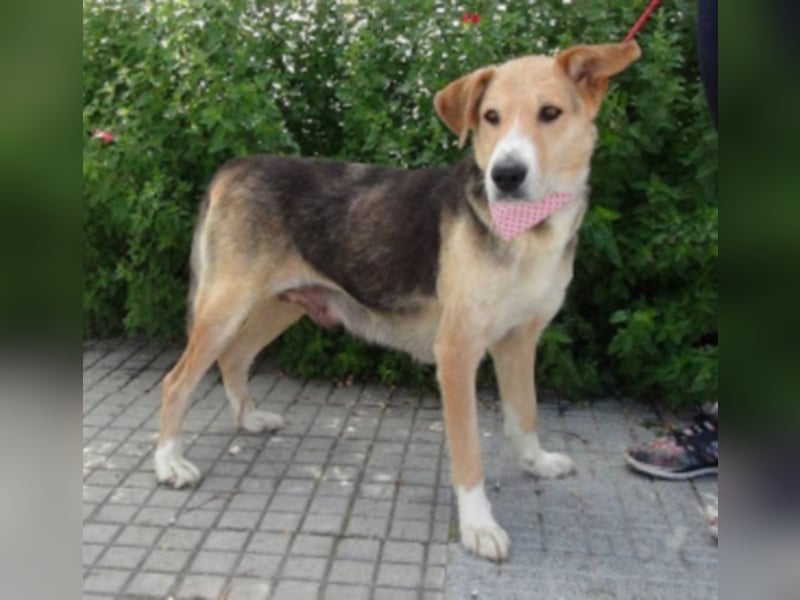Alice, geb. Juni 2009, ca. 60 cm, Sonnenscheinhund sucht Zuhause für immer, wartet in Spanien 