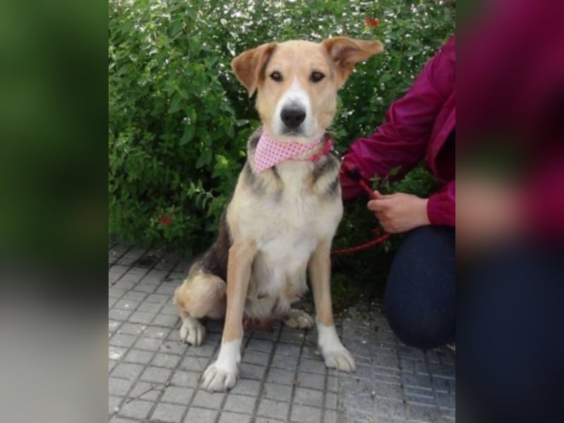 Alice, geb. Juni 2009, ca. 60 cm, Sonnenscheinhund sucht Zuhause für immer, wartet in Spanien 