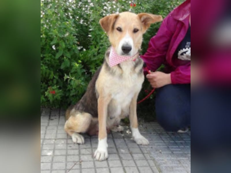 Alice, geb. Juni 2009, ca. 60 cm, Sonnenscheinhund sucht Zuhause für immer, wartet in Spanien 
