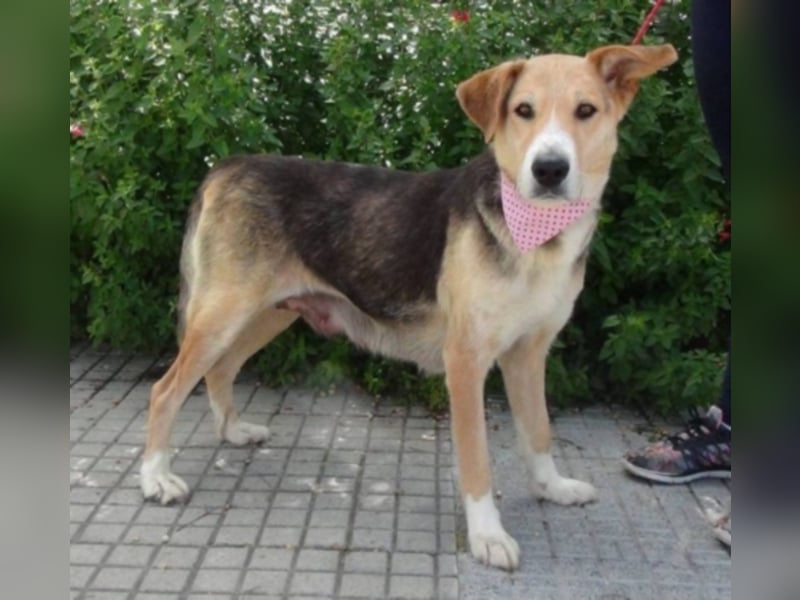 Alice, geb. Juni 2009, ca. 60 cm, Sonnenscheinhund sucht Zuhause für immer, wartet in Spanien 