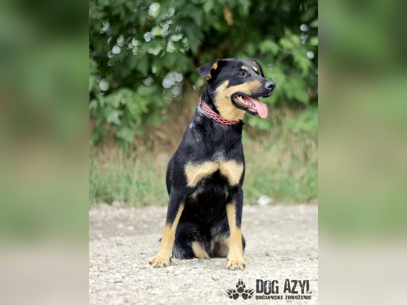 Moira - kastrierte Schäferhund - Mischlingshündin
