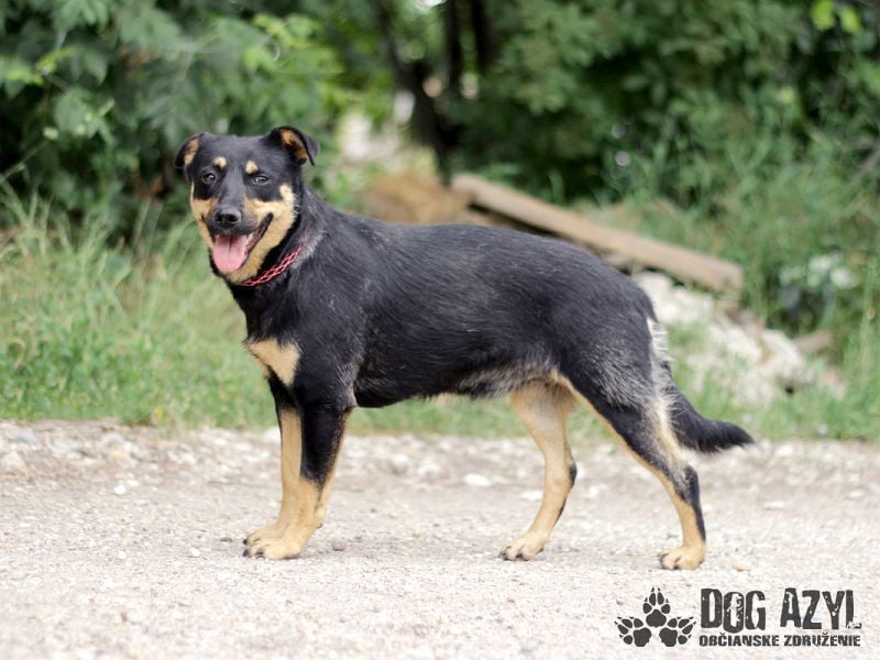 Moira - kastrierte Schäferhund - Mischlingshündin